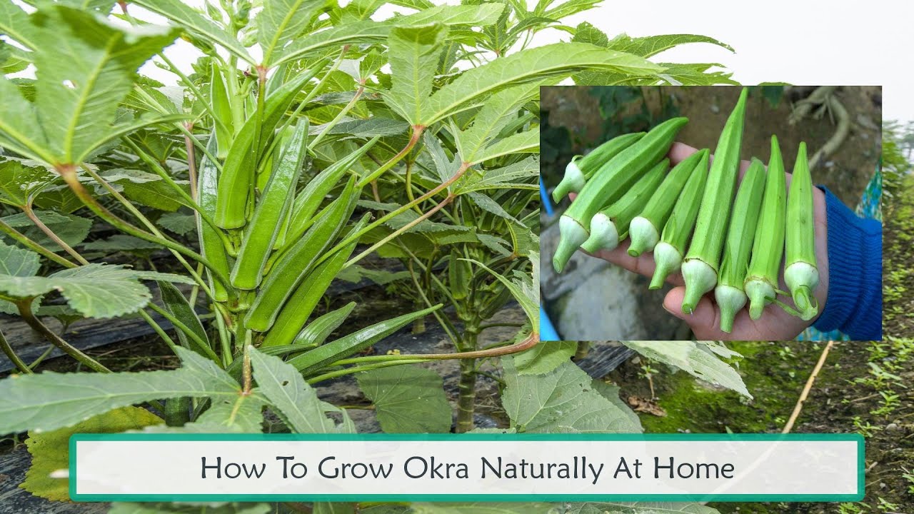 How To Grow Okra Naturally At Home YouTube