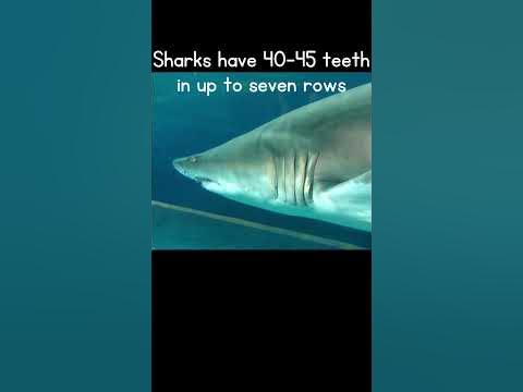 Shark Week! How many teeth do Sharks have? Unique Shark Facts - YouTube