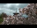 京都・仁和寺 御室桜　2010/04/17