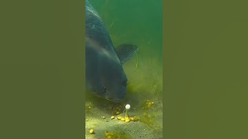 CÁCH ĂN MỒI CỦA TRẮM ĐEN (câu cá hoàng tiến)