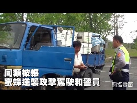 國道車禍 同類被輾 蜜蜂逆襲攻擊駕駛和警員