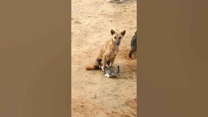 Cat drinking dog's milk Amazing #cats#dogs#pets#love#nature#undefined
