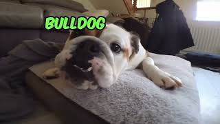 Outrageous Bulldog Thinks She's The Boss! by Tia English Bulldog 42 views 3 months ago 41 seconds