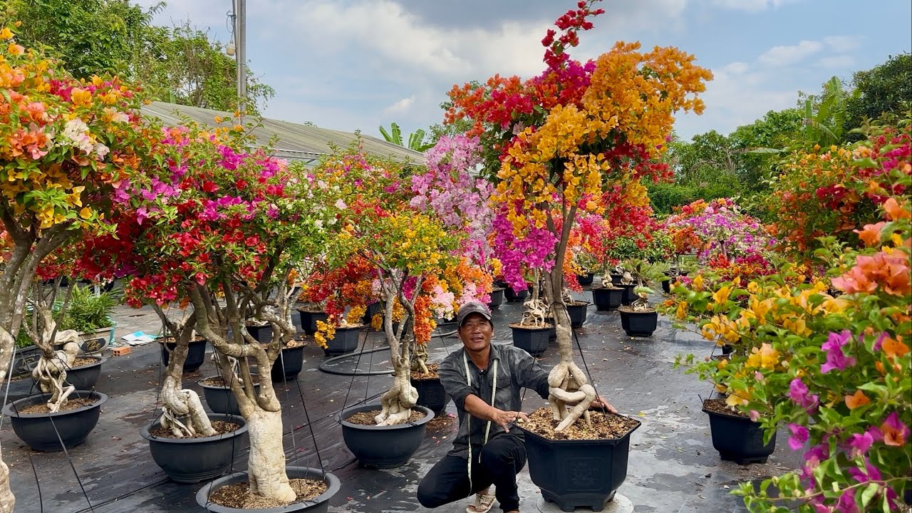 Hoa giấy siêu đẹp, rực rỡ hoa Tết, ngũ sắc thái, siêu bông tàng dù 7 màu ☎️0392.865.789 Tuấn