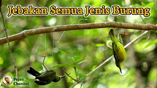 Jebakan Jerat Racik Untuk Semua Jenis Burung