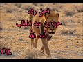بكت عيني وحق لها بكاها رثاء حمزة بن عبد المطلب حسان بن ثابت بكت عيني وحق لها بكاها رثاء حمزة بن عبد المطلب حسان بن ثابت