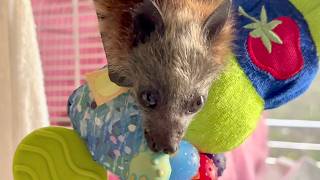 Baby flying-fox has a few minutes on the airer;  this is Qweeli