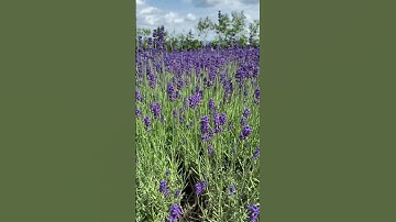 Thumbnail of My favorite place Hokkaido Lavender Field #lavender #tomitafarm #hokkaido