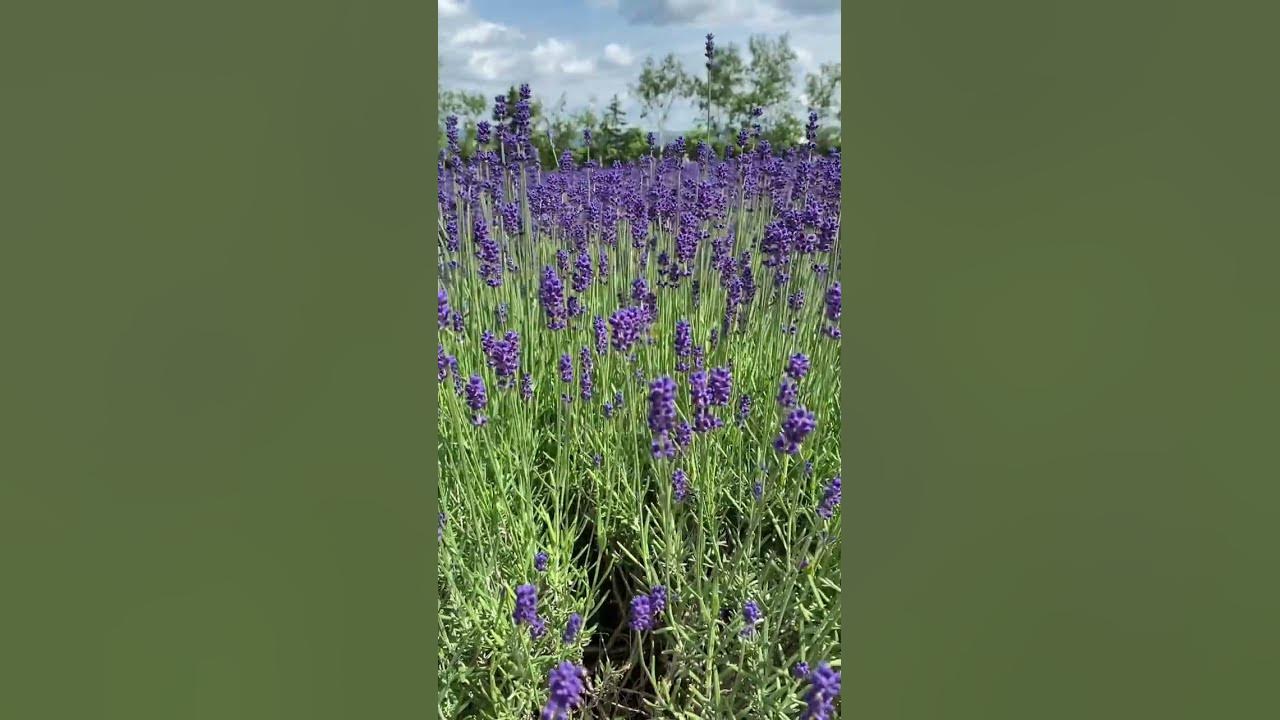My favorite place Hokkaido Lavender Field #lavender #tomitafarm #hokkaido
