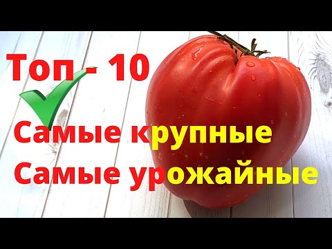 Лучшие крупноплодные томаты сезон 2022. Топ-10 урожайных сортов томатов