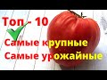 Лучшие крупноплодные томаты на сезон 2022. Топ-10 урожайных сортов томатов
