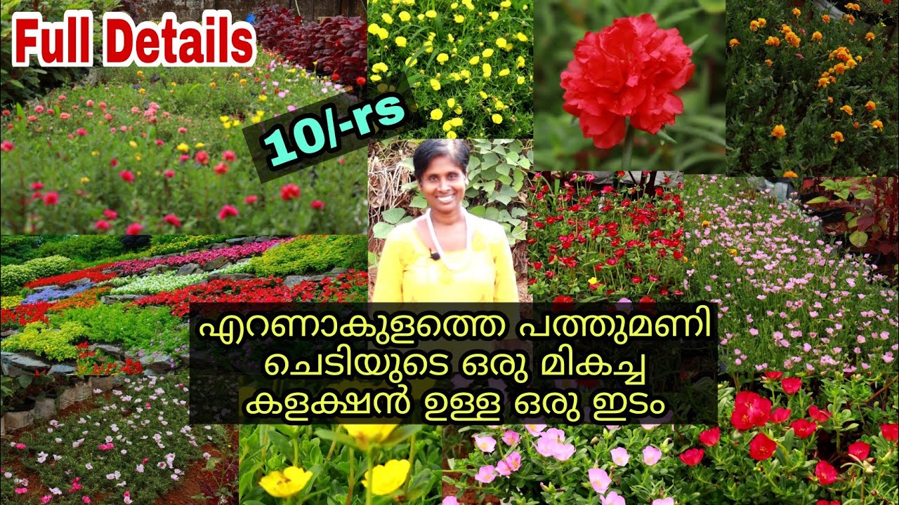 കേരളത്തിലെ തന്നെ ഏറ്റവും കൂടുതൽ കളക്ഷൻ ഉള്ള 10മണി ചെടികളുടെ തോട്ടം || Flower Plant Nursery In Kerala