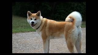 Ein spontanes Fotoshooting eines japanischen Akita ( Hachiko ) in Halle an der Saale, Deutschland