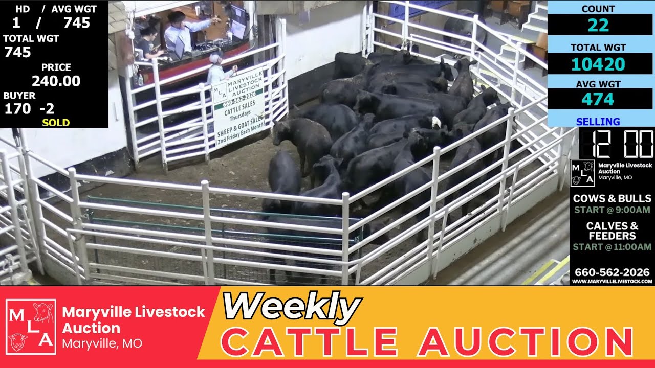 Cattle Auction | Maryville Livestock Auction | September 25, 2025  🐄🔨📊