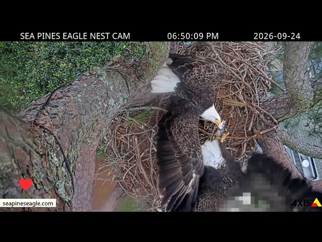 The Sea Pines eagles get in a fish fight