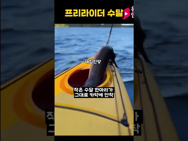 프리라이더 수달