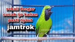 Cucak Ijo Gacor || Terampuh Untuk Pancingan Cucak Ijo Langsung Gacor jamtrok