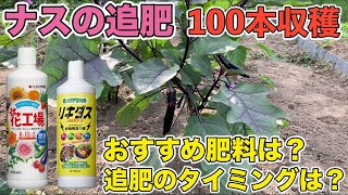 【ナスの追肥】1株から100本収穫を目指す！？たくさん収穫するための3つのポイント！