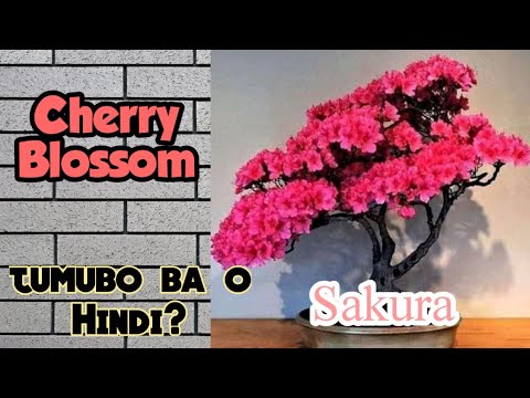 Video: Sakura Bonsai: Paano Mapalago Ang Bonsai Mula Sa Japanese Seed Ng Sakura Sa Bahay? Sa Anong Lupa Mas Mainam Na Magtanim Ng Puno? Paano Ito Maaalagaan Nang Maayos?