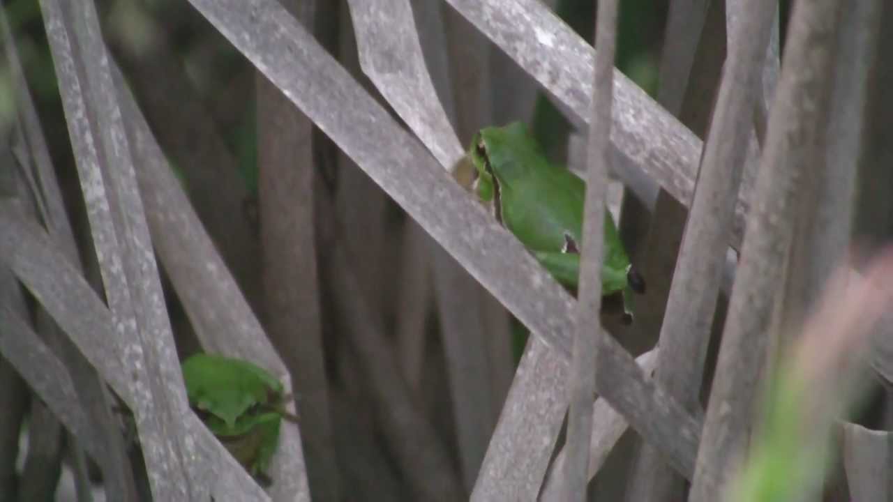 RAINETTE Verte/Chants/Printemps ! BRUITX