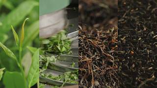 How Black Tea is Made | Panyong Congou
