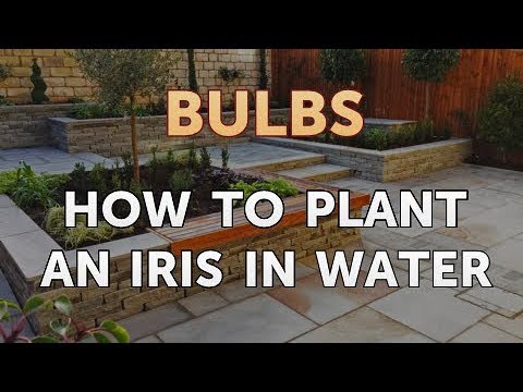 Video: Louisiana Iris Information: Tips til dyrkning af Louisiana Iris i haver