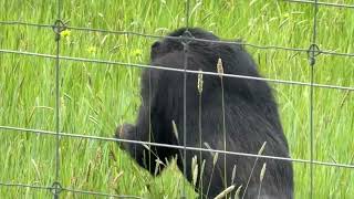 A Wild Forage