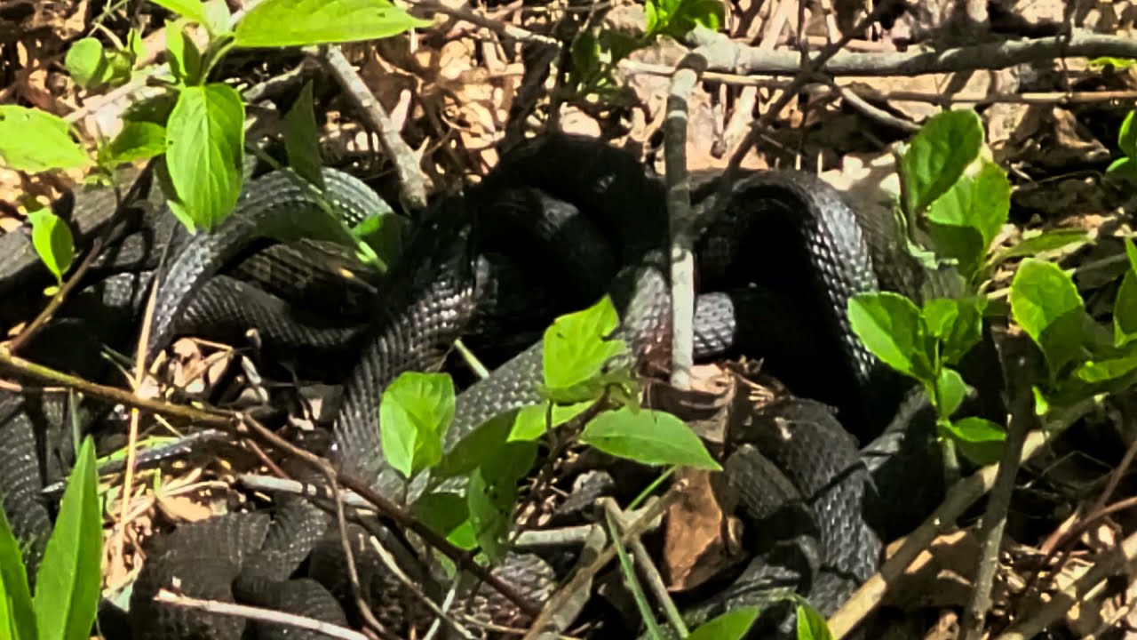 Northern water snakes mating YouTube