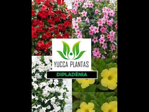 Vídeo: Propagação de Mandevilla: Como propagar Mandevilla a partir de sementes ou estacas