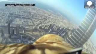 Top 10 Tallest building Imperial Eagle flies off