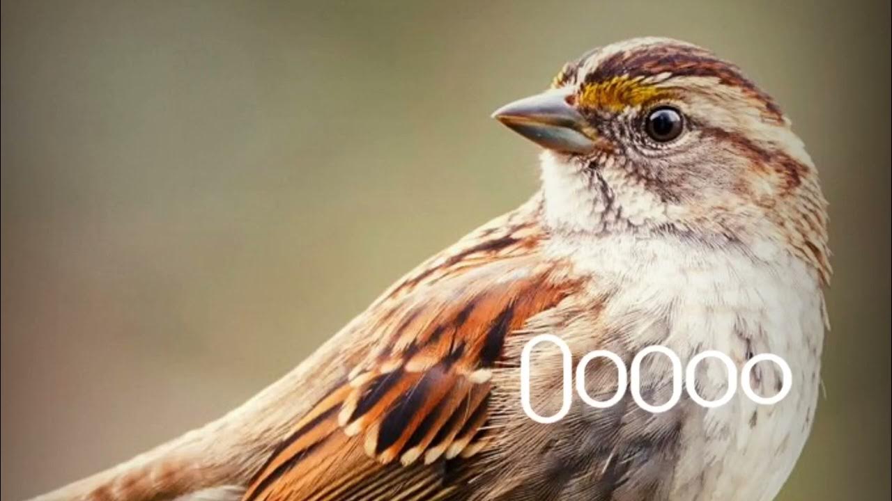Birds Ringtone 2023// Birds Ringtone music//Ringtone Birds sparrow