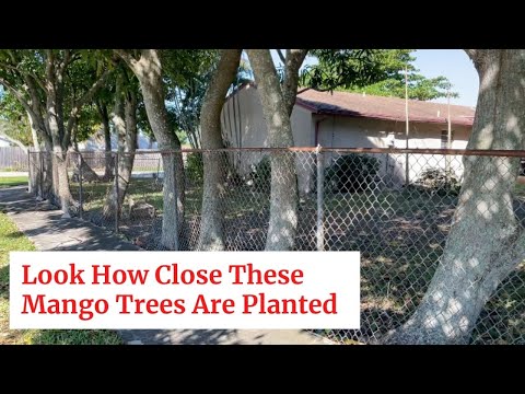 Closest Mango Trees Ever Planted