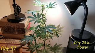 How to grow marijuana -growing weed-part 3 -update -day by day