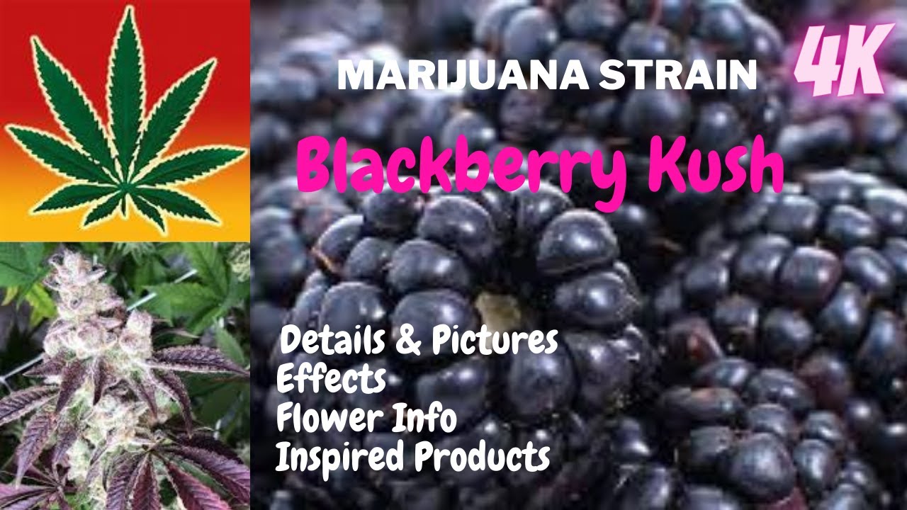 Blackberry Kush Marijuana Flower Details & Pictures  In 4K With Music!