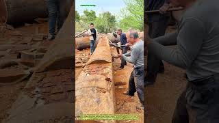Präzision im traditionellen Holzhandwerk: Das Bearbeiten eines massiven Baumstamms mit Breitäxten