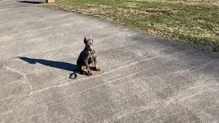 Blue Doberman Puppy Moon