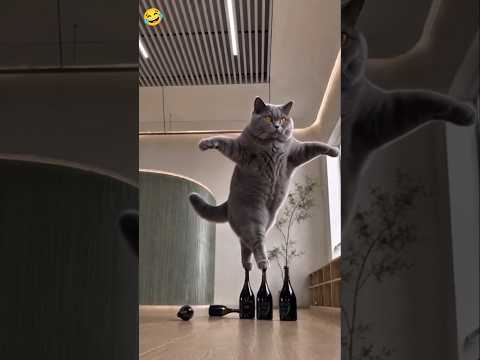 oh no, cat.🤣😂😜 #shorts #cat #funny #viral #comedy #aivideo #shortvideo #trending #foryou