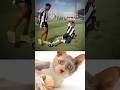 Funny Cat Video 😂😂😂#Shorts#Funkis #fails #memes