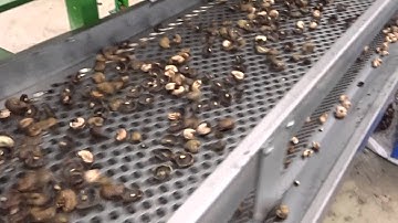 MEKONG AUTOMATIC CASHEW SHELLING MACHINE