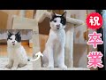 【祝卒業】元野良子猫のふく君は正式に里親さんのお家の子になりました【生後２～６か月の成長記録】