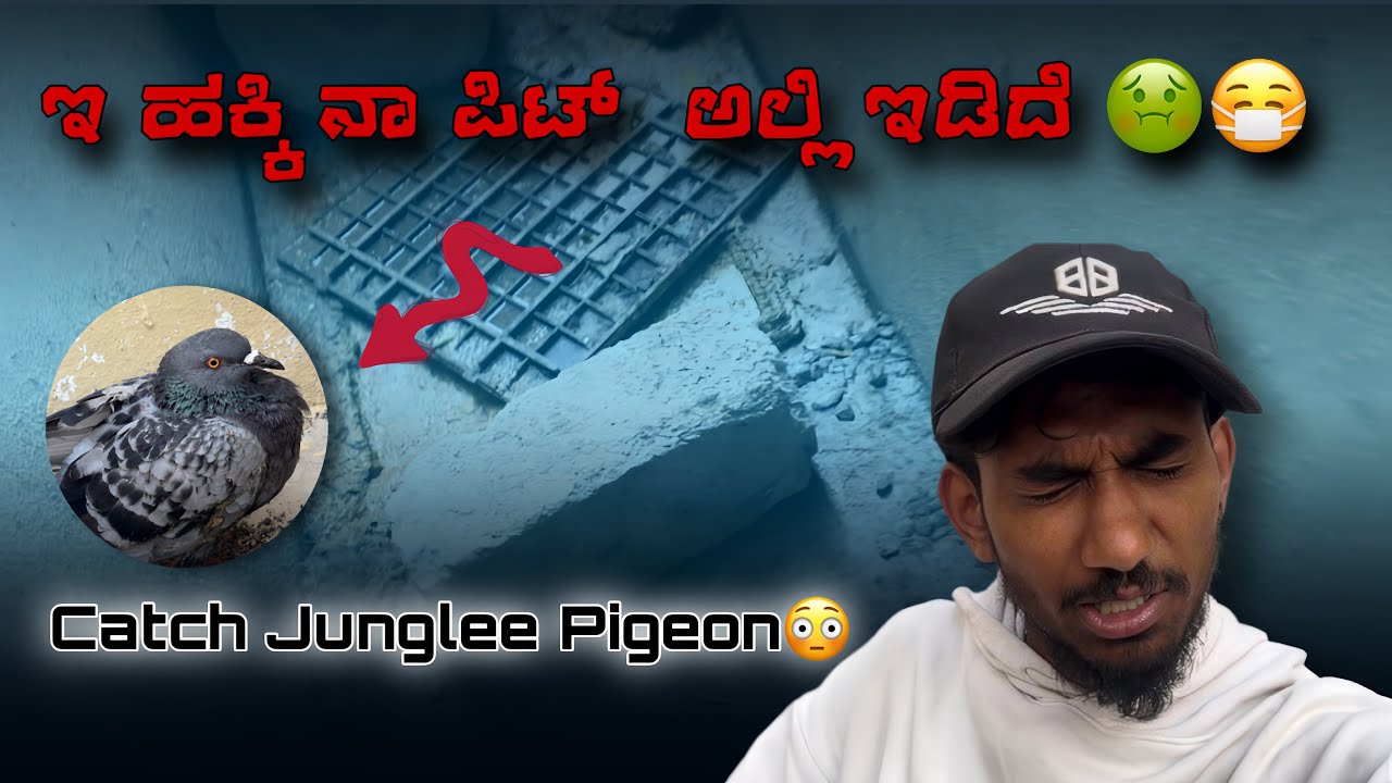 ಇ ಹಕ್ಕಿನ ಎಲ್ಲಿ ಯಾತ್ಕೋ ಬಂದೆ ಗೊತ್ತ 🤢🤮||Prince loft|| catched  Junglee Pigeon in drainage in kannada 😷😨