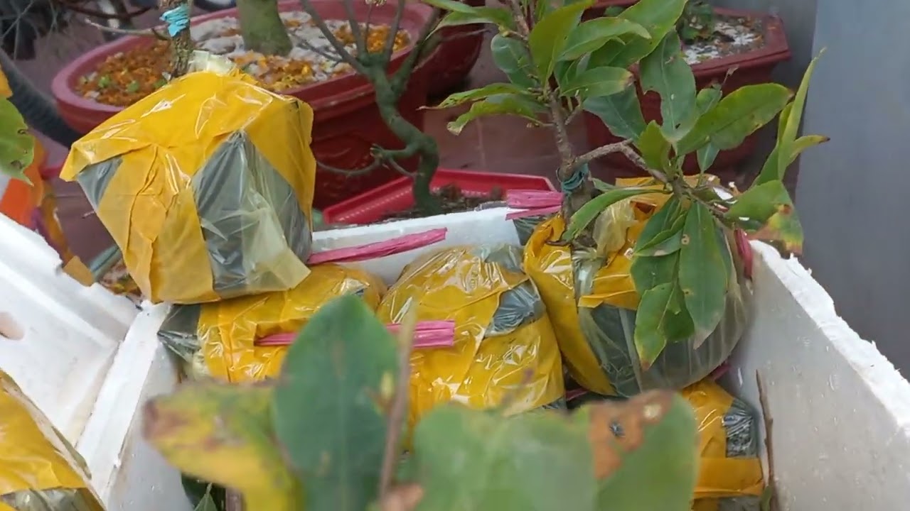 Đầu năm mua mai lấy lộc 