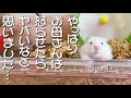 お母さんは怒らせてしまった ハムスターの 結末は…（笑）