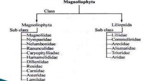 Armen Takhtajan System of Classification | Takhtajan