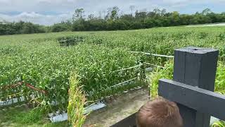 Huge Family Fun Corn Maze At Farmer Mikes in Southwest Florida #cornmaze #corn #fallfestival 