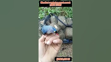 memikat burung rambatan paruh merah#shorts