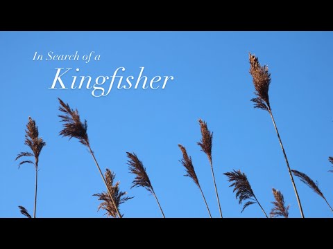 In Search of a Kingfisher: A Relaxing River Walk. Just me, my camera and the wild.