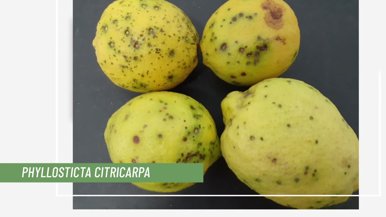 Plant Health Research Priorities for the Mediterranean Region (CIHEAM Bari and Euphresco)