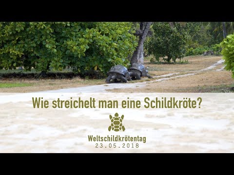 Video: Wie man sich um ein krankes Kaninchen kümmert (mit Bildern)