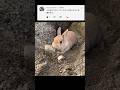 【1分セラピー】見てるだけで栄養が摂れるウサドーザー